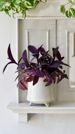 Stone Planter (13cm Plant Pot) -Verdant Haven Sales Store CF341350 97AF 4BC6 943B 112841F74F8C 1 201 a