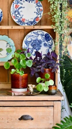 Amber Reactive Planter (13cm Plant Pot) -Verdant Haven Sales Store D4C43F7B A9CA 4D85 A323 88DC66E70C69 1 201 a