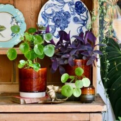 Amber Reactive Planter (13cm Plant Pot)