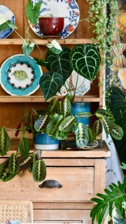 Aqua Reactive Planter (Aqua 13cm Plant Pot) -Verdant Haven Sales Store D84E55CD 471F 40E7 8249 DC776CBAA6C1 1 201 a