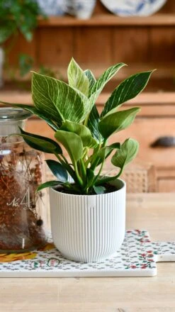 Philodendron Birkin (White Measure) & Vibes Pot -Verdant Haven Sales Store D96BB133 6F1E 45AE 99C5 44CB5C6A06BD 1 201 a