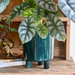 Pisa Emerald Planter | 16cm Pots | Designer Pots -Verdant Haven Sales Store DB3B37F0 478C 4876 9EAF 9EC7E24BFFC4 1 201 a