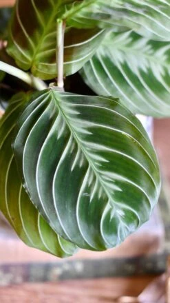 Maranta Fantasy | Maranta Leuconeura 'Grey' (Prayer Plant) -Verdant Haven Sales Store DBE81379 62E9 4BD6 940C 1A5B7039A09E 1 201 a