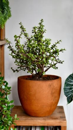 Portulacaria Afra (Elephant Bush, Crassula Afra, Dwarf Jade Plant, Porkbush) -Verdant Haven Sales Store DSC 0034