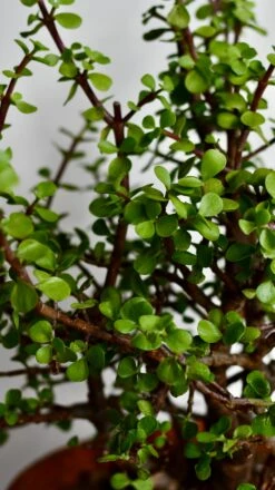 Portulacaria Afra (Elephant Bush, Crassula Afra, Dwarf Jade Plant, Porkbush) -Verdant Haven Sales Store DSC 0035