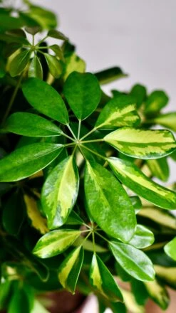 Twisted Umbrella Tree | Dwarf Schefflera Tree | Schefflera Gold Capella -Verdant Haven Sales Store DSC 0043