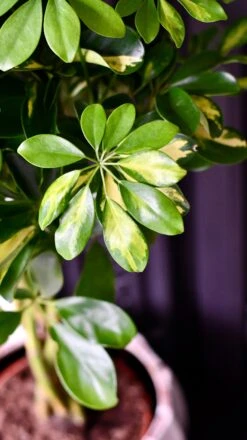 Twisted Umbrella Tree | Dwarf Schefflera Tree | Schefflera Gold Capella -Verdant Haven Sales Store DSC 0048