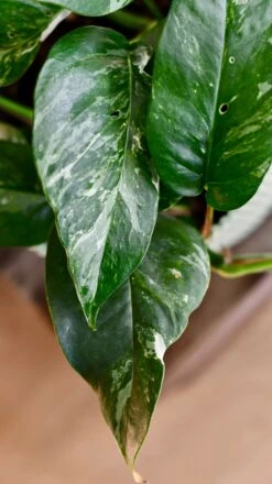 Epipremnum Pinnatum Variegated | Variegated Pothos | Happy Houseplants -Verdant Haven Sales Store DSC 0098