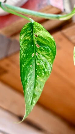 Epipremnum Pinnatum Variegated | Variegated Pothos | Happy Houseplants -Verdant Haven Sales Store DSC 0100
