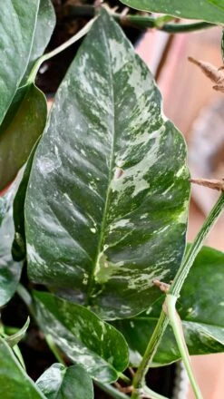 Epipremnum Pinnatum Variegated | Variegated Pothos | Happy Houseplants -Verdant Haven Sales Store DSC 0103