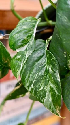 Epipremnum Pinnatum Variegated | Variegated Pothos | Happy Houseplants -Verdant Haven Sales Store DSC 0104