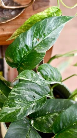 Epipremnum Pinnatum Variegated | Variegated Pothos | Happy Houseplants -Verdant Haven Sales Store DSC 0105