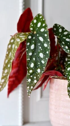Begonia Begonia Maculata | Polka Dot Begonia | Clown Begonia -Verdant Haven Sales Store DSC 0119