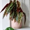 Begonia Begonia Maculata | Polka Dot Begonia | Clown Begonia