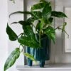 Epipremnum Pinnatum Variegated | Variegated Pothos | Happy Houseplants