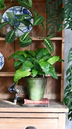 Calathea Network (Calathea Musaica, Goeppertia Kegeljanii) -Verdant Haven Sales Store DSC 0246