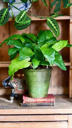 Calathea Network (Calathea Musaica, Goeppertia Kegeljanii)