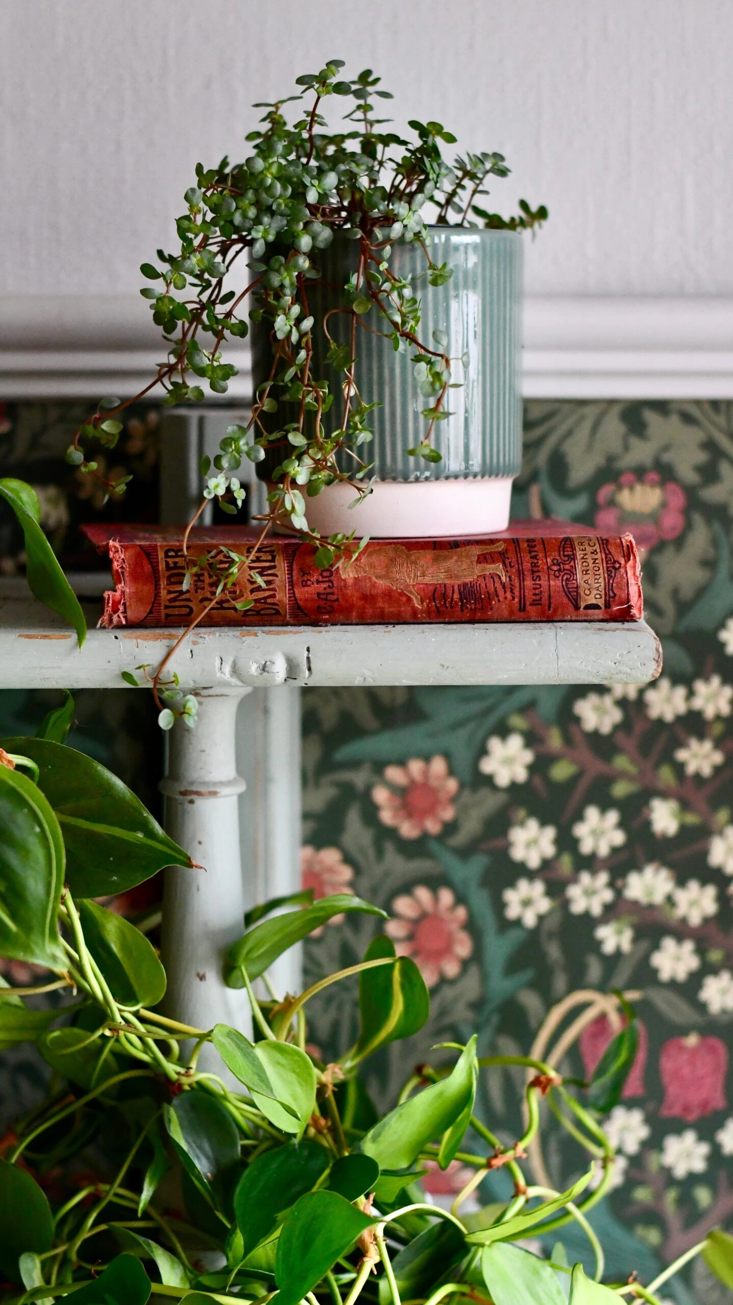 Pilea Glaucophylla Greyzy | Silver Sprinkles Pilea | Grey Artillery Plant 1 Pilea Glaucophylla Greyzy | Silver Sprinkles Pilea | Grey Artillery Plant