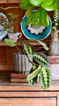 Maranta Fascinator (Prayer Plant) -Verdant Haven Sales Store DSC 0328