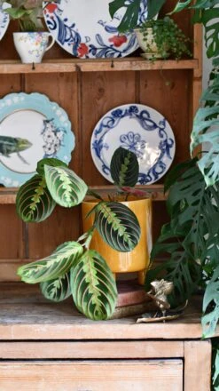 Maranta Fascinator (Prayer Plant) -Verdant Haven Sales Store DSC 0336