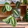Maranta Fascinator (Prayer Plant)