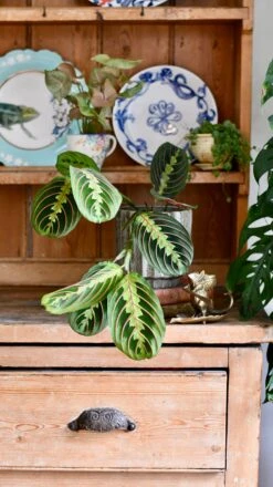 Maranta Fascinator (Prayer Plant) -Verdant Haven Sales Store DSC 0342