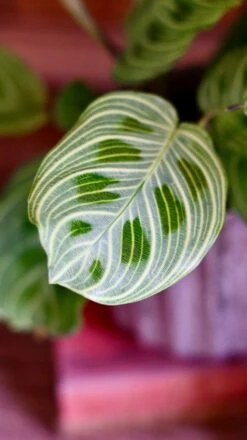 Maranta Fantasy | Light Veins| Rare Plant | Happy Houseplants -Verdant Haven Sales Store DSC 0345
