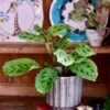 Maranta Fantasy | Light Veins| Rare Plant | Happy Houseplants