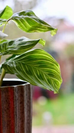 Maranta Fantasy | Light Veins| Rare Plant | Happy Houseplants -Verdant Haven Sales Store DSC 0347