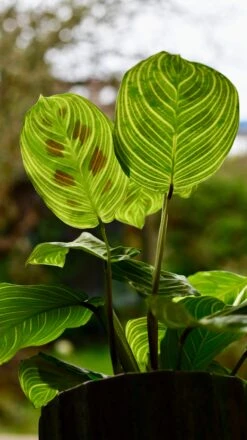 Maranta Fantasy | Light Veins| Rare Plant | Happy Houseplants -Verdant Haven Sales Store DSC 0352