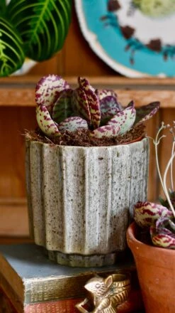 Small Kalanchoe Marmorata ‘Tiger' | Rare Plants | Happy Houseplants -Verdant Haven Sales Store DSC 0380