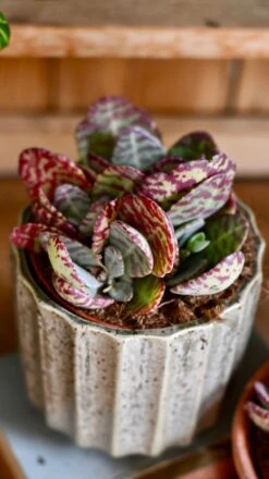 Small Kalanchoe Marmorata ‘Tiger' | Rare Plants | Happy Houseplants -Verdant Haven Sales Store DSC 0383