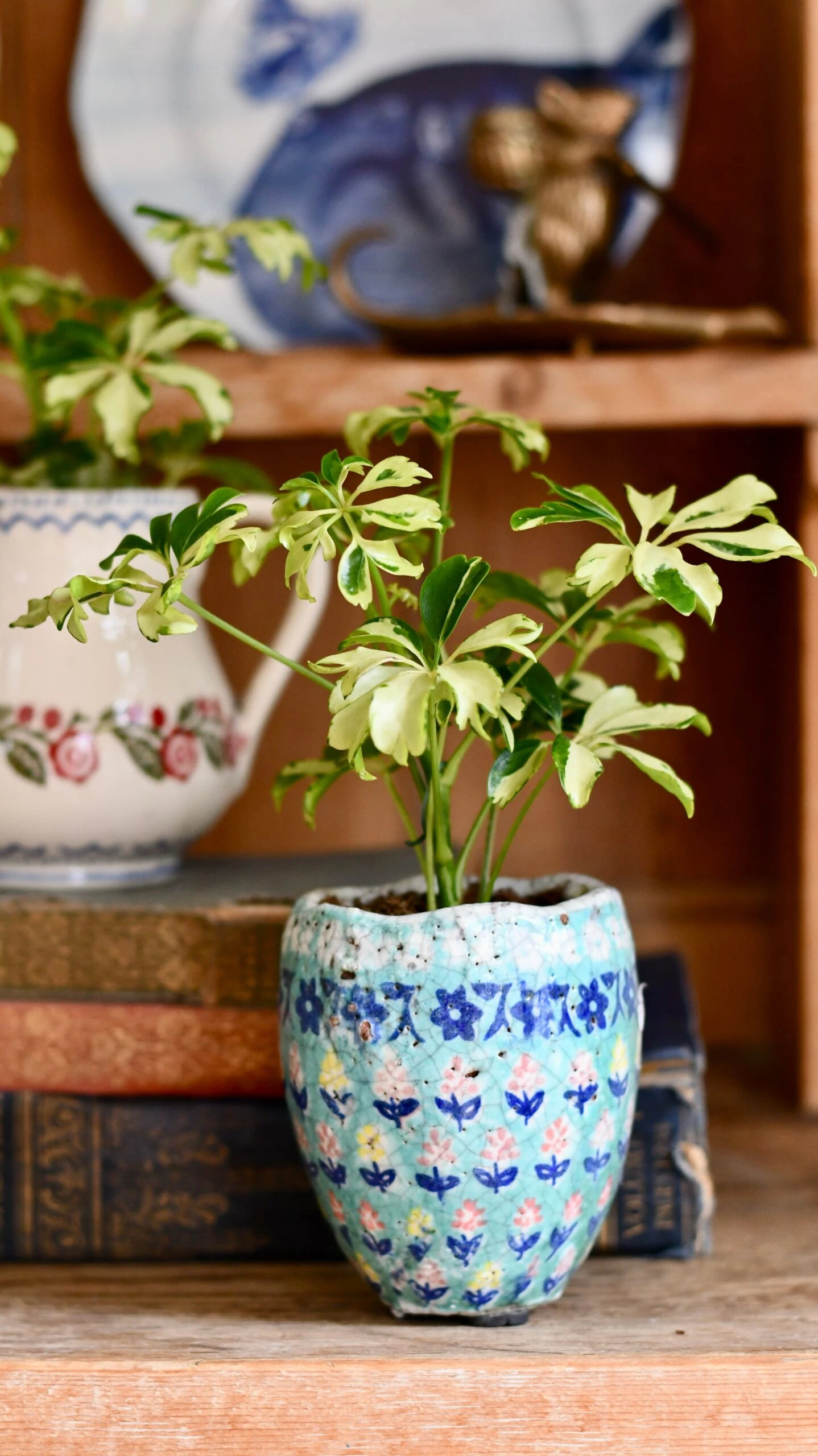 Schefflera Janine | Schefflera Tree | Variegated Schefflera | Happy Houseplants 3 Schefflera Janine | Schefflera Tree | Variegated Schefflera | Happy Houseplants - Image 3