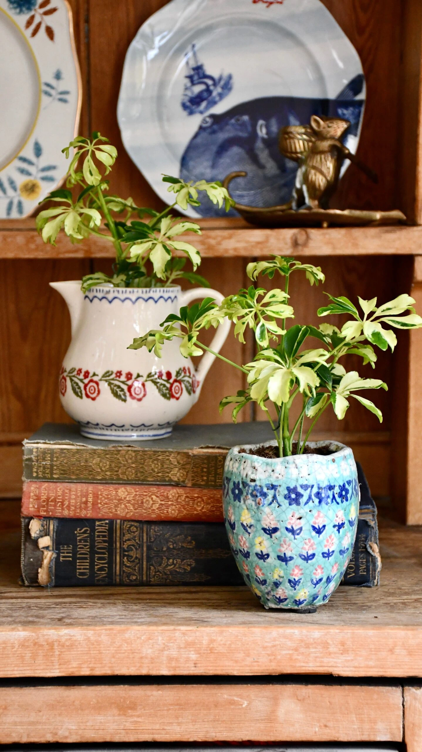 Schefflera Janine | Schefflera Tree | Variegated Schefflera | Happy Houseplants 1 Schefflera Janine | Schefflera Tree | Variegated Schefflera | Happy Houseplants