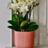 White Phalaenopsis Orchids Or Moth Orchid