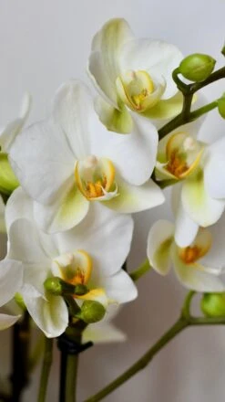 White Phalaenopsis Orchids Or Moth Orchid -Verdant Haven Sales Store DSC 0414
