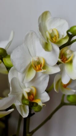 White Phalaenopsis Orchids Or Moth Orchid -Verdant Haven Sales Store DSC 0415