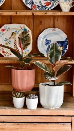 Ficus Elastica 'Belize' - Variegated Rubber Plant -Verdant Haven Sales Store DSC 0425 c3cc7b26 70cf 4fb3 b91e 6cd1a1a64848