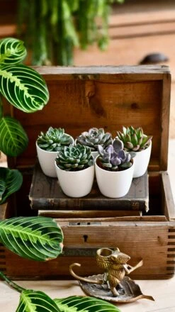 Echeveria Gifting Set -Verdant Haven Sales Store DSC 0460