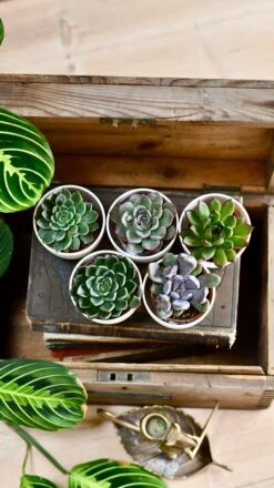 Echeveria Gifting Set -Verdant Haven Sales Store DSC 0465