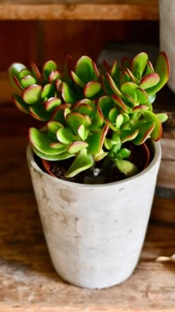 Small Crassula Ovata Sunset | Variegated Jade Plant 5 Small Crassula Ovata Sunset | Variegated Jade Plant -Verdant Haven Sales Store DSC 0469
