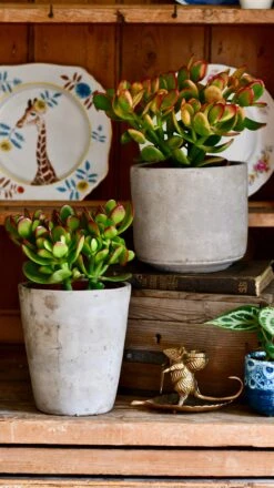 Small Crassula Ovata Sunset | Variegated Jade Plant