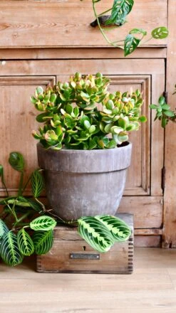 Large Crassula Ovata Sunset | Variegated Jade Plant -Verdant Haven Sales Store DSC 0478