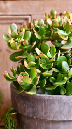 Large Crassula Ovata Sunset | Variegated Jade Plant -Verdant Haven Sales Store DSC 0479