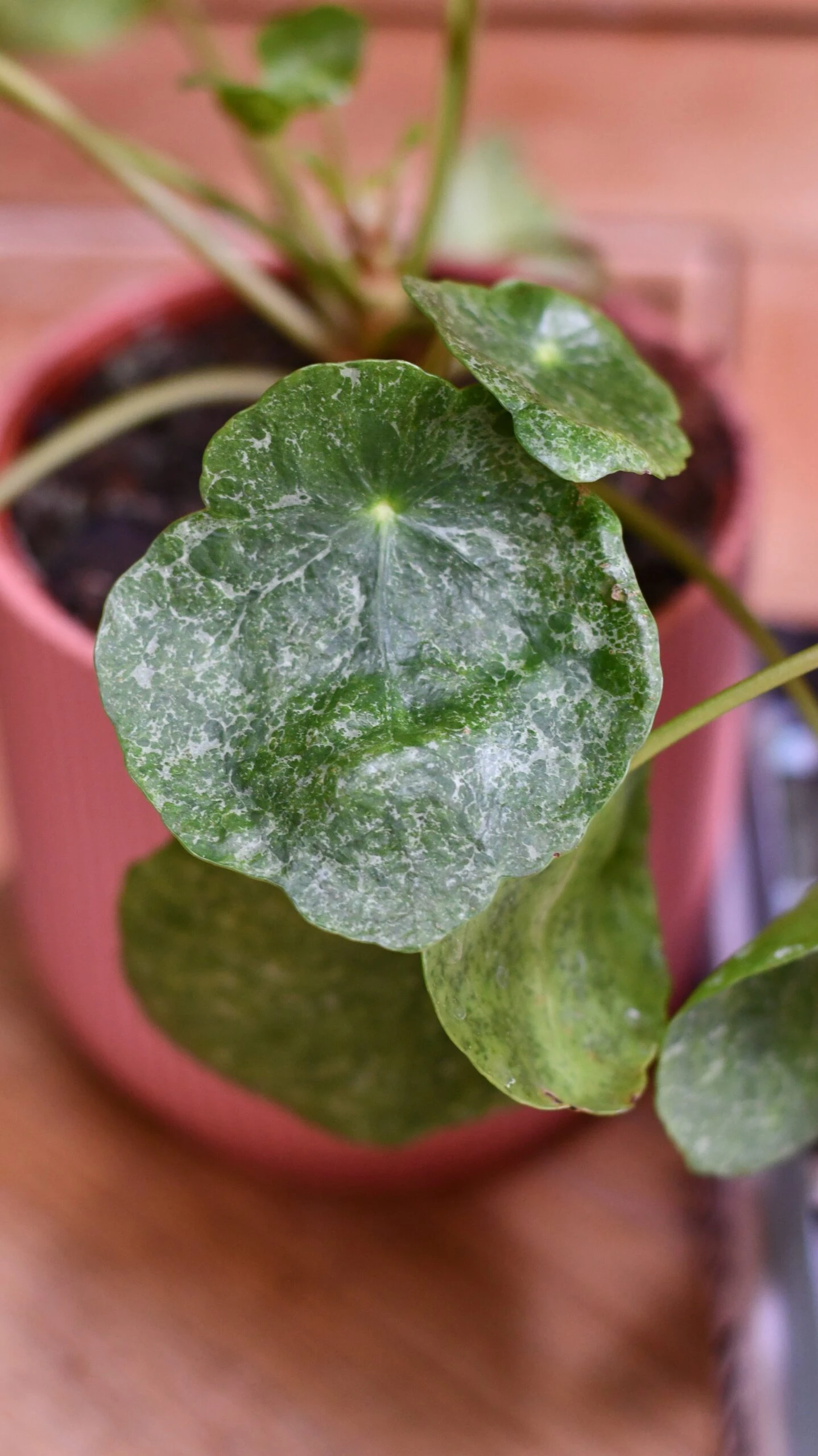 Pilea Peperomioides 'Sugar' 8 Pilea Peperomioides 'Sugar' - Image 8