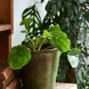 Pilea Peperomioides 'Sugar'