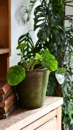 Pilea Peperomioides 'Sugar'
