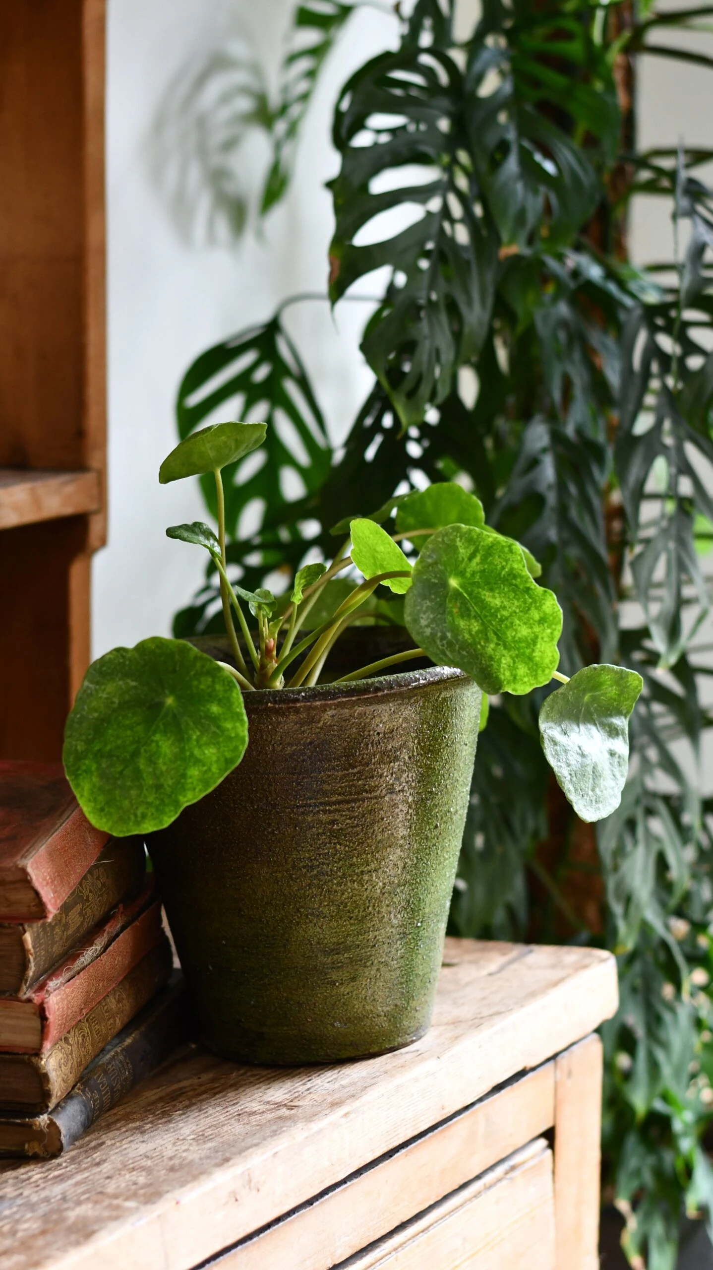 Pilea Peperomioides 'Sugar' 1 Pilea Peperomioides 'Sugar'