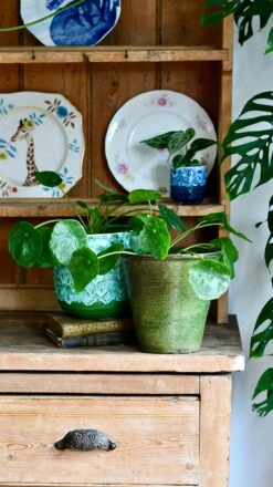 Pilea Peperomioides 'Sugar' 14 Pilea Peperomioides 'Sugar' -Verdant Haven Sales Store DSC 0509