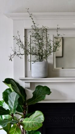 Corokia Cotoneaster Or Wire Netting Bush Bonsai -Verdant Haven Sales Store DSC 0519